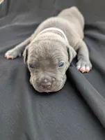 Bully Gray, a male American Bully for sale in Spring Hill, FL – 1 of 3