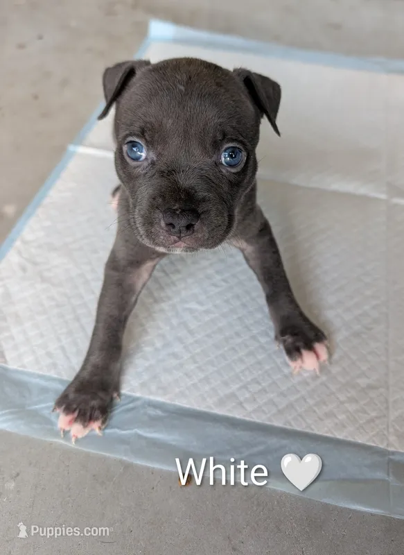 Bully White – American Pit Bull Terrier puppy for sale in Spring Hill, FL