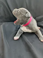 Bully Red, a female American Bully for sale in Spring Hill, FL – 4 of 4