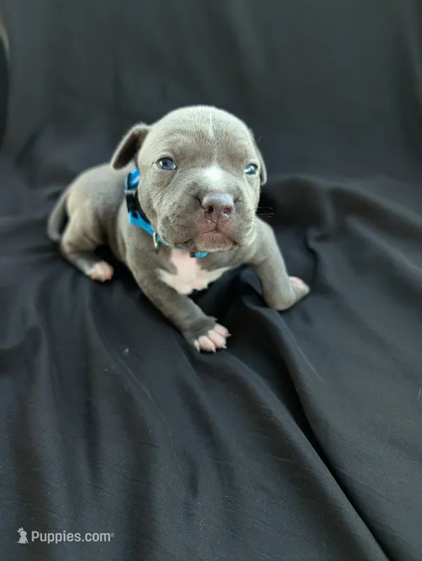 Bully  Light Blue – American Bully puppy for sale in Spring Hill, FL