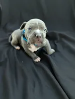 Bully  Light Blue, a male American Bully for sale in Spring Hill, FL – 1 of 4