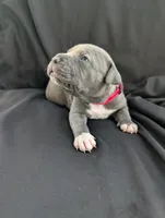 Bully Pink, a female American Bully for sale in Spring Hill, FL – 2 of 3