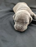 Bully Gray, a male American Bully for sale in Spring Hill, FL – 3 of 3