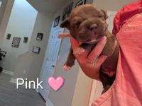 Bully Pink, a female American Bully for sale in Spring Hill, FL – 3 of 3