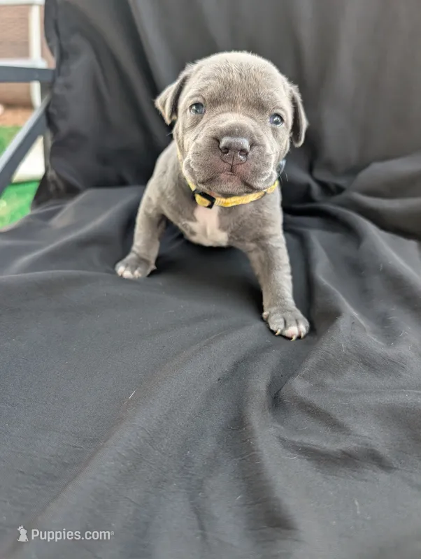 Bully Yellow – American Bully puppy for sale in Spring Hill, FL