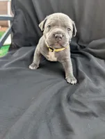 Bully Yellow, a female American Bully for sale in Spring Hill, FL – 1 of 3