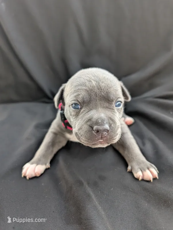 Bully Red – American Bully puppy for sale in Spring Hill, FL