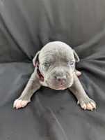 Bully Red, a female American Bully for sale in Spring Hill, FL – 1 of 4