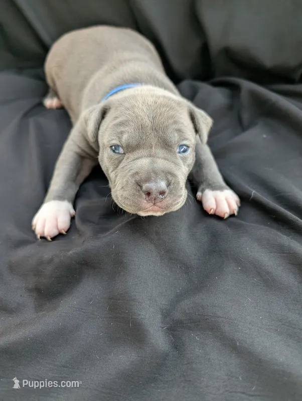 Bully Navy – American Bully puppy for sale in Spring Hill, FL