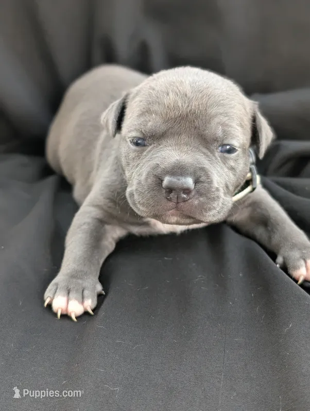 Bully White – American Bully puppy for sale in Spring Hill, FL