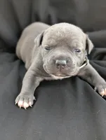 Bully White, a female American Bully for sale in Spring Hill, FL – 1 of 3