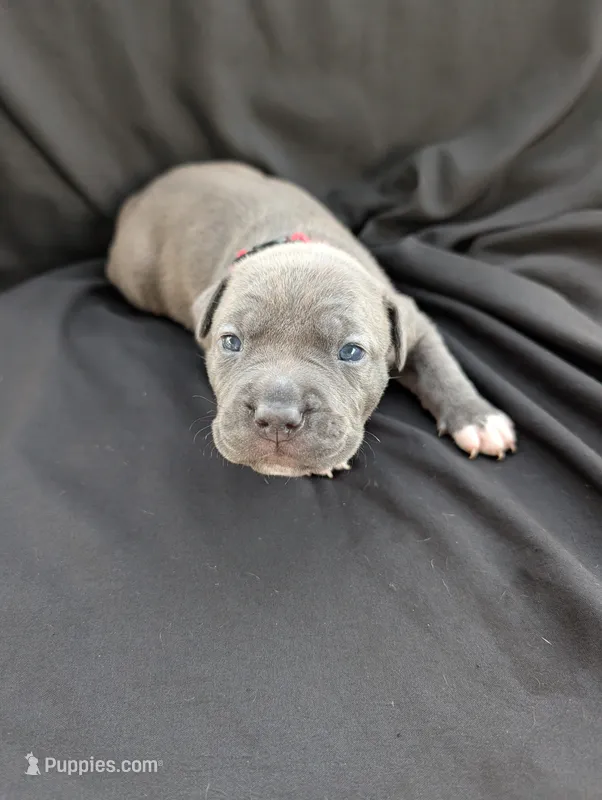 Bully Pink – American Bully puppy for sale in Spring Hill, FL