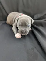 Bully Red, a female American Bully for sale in Spring Hill, FL – 3 of 4