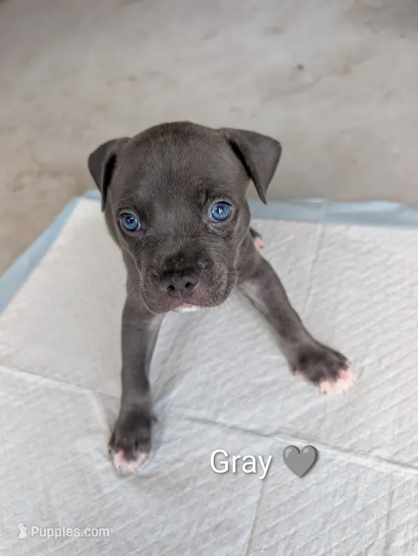 Bully Gray – American Pit Bull Terrier puppy for sale in Spring Hill, FL