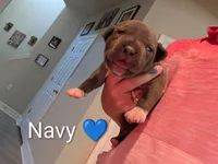 Bully Navy, a male American Bully for sale in Spring Hill, FL – 3 of 3