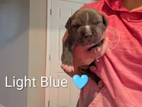 Bully  Light Blue, a male American Bully for sale in Spring Hill, FL – 3 of 4