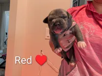 Bully Red, a female American Bully for sale in Spring Hill, FL – 2 of 4