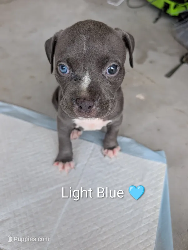 Bully  Light Blue – American Pit Bull Terrier puppy for sale in Spring Hill, FL