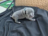 Bully  Light Blue, a male American Bully for sale in Spring Hill, FL – 2 of 4
