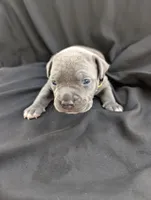Bully Yellow, a female American Bully for sale in Spring Hill, FL – 3 of 3