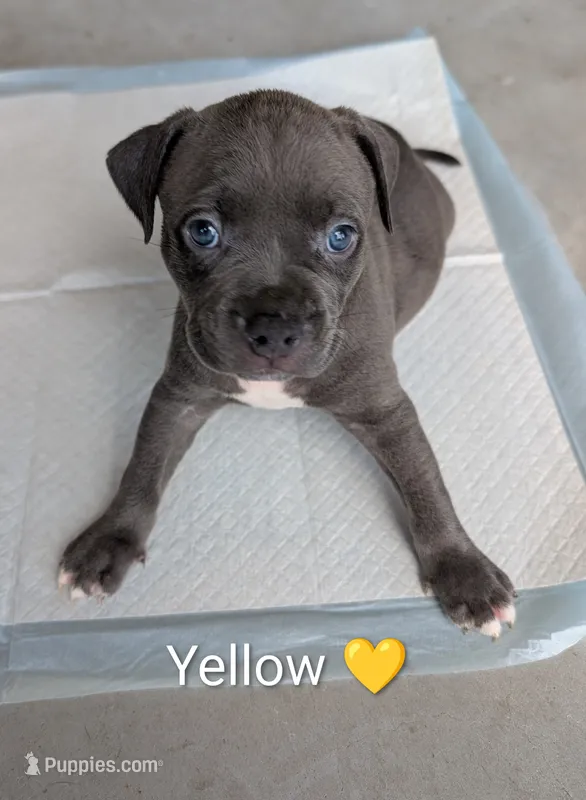 Bully Yellow – American Pit Bull Terrier puppy for sale in Spring Hill, FL