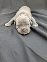 Bully Gray, a male American Bully for sale in Spring Hill, FL – 2 of 3
