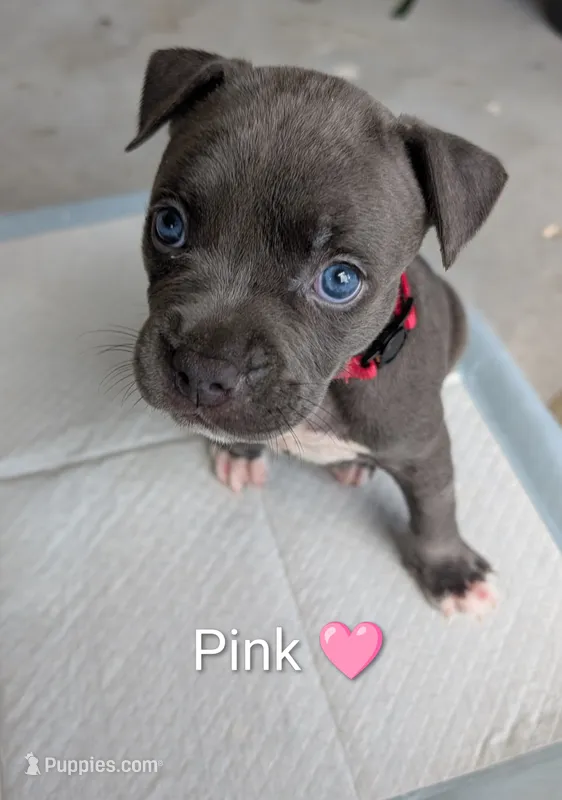 Bully Pink – American Pit Bull Terrier puppy for sale in Spring Hill, FL