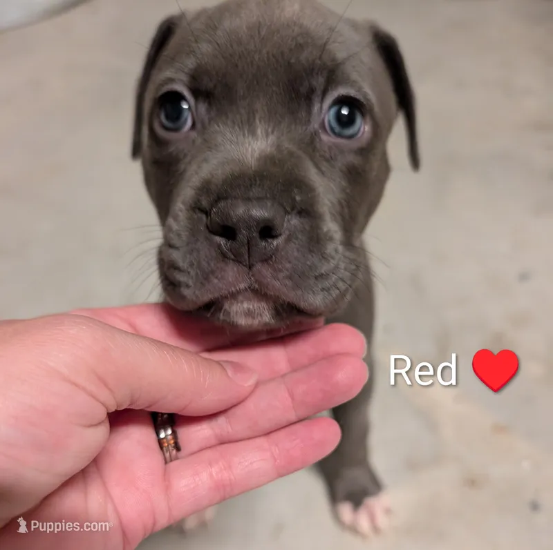 Bully Red – American Pit Bull Terrier puppy for sale in Spring Hill, FL