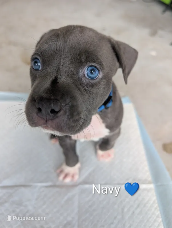 Bully Navy – American Pit Bull Terrier puppy for sale in Spring Hill, FL
