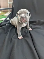Bully  Light Blue, a male American Bully for sale in Spring Hill, FL – 4 of 4