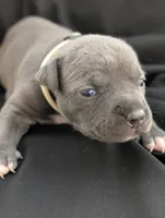 Bully White, a female American Bully for sale in Spring Hill, FL – 3 of 3