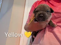 Bully Yellow, a female American Bully for sale in Spring Hill, FL – 2 of 3