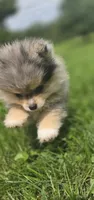 AKC Ace, a male Pomeranian for sale in Saint Clairsville, OH – 4 of 5
