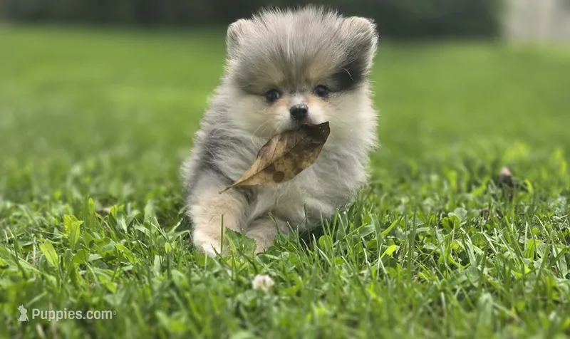 AKC Ace – Pomeranian puppy for sale in Saint Clairsville, OH