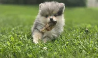 AKC Ace, a male Pomeranian for sale in Saint Clairsville, OH – 1 of 5