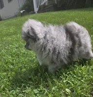 AKC Ace, a male Pomeranian for sale in Saint Clairsville, OH – 2 of 5