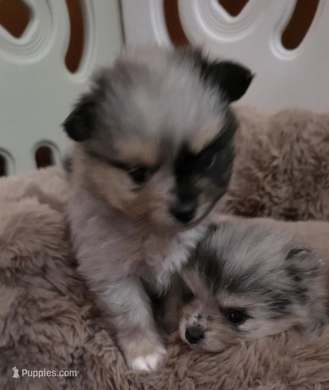 AKC Jackpot – Pomeranian puppy for sale in Saint Clairsville, OH