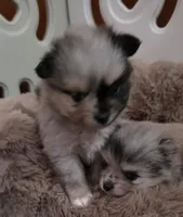 AKC Jackpot, a male Pomeranian for sale in Saint Clairsville, OH – 1 of 4