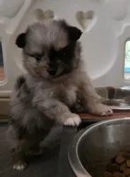 AKC Jackpot, a male Pomeranian for sale in Saint Clairsville, OH – 2 of 4