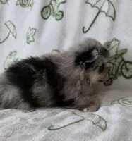 AKC Chip, a male Pomeranian for sale in Saint Clairsville, OH – 3 of 4