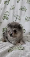 AKC Chip, a male Pomeranian for sale in Saint Clairsville, OH – 4 of 4