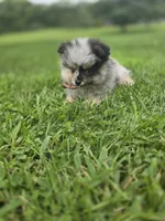 AKC Jackpot, a male Pomeranian for sale in Saint Clairsville, OH – 3 of 4