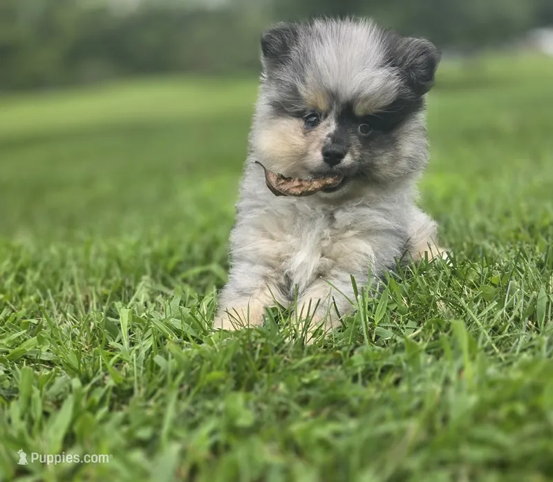 AKC Jackpot – Pomeranian puppy for sale in Saint Clairsville, OH