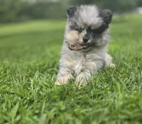 AKC Jackpot, a male Pomeranian for sale in Saint Clairsville, OH – 2 of 4