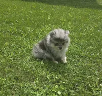 AKC Chip PENDING, a male Pomeranian for sale in Saint Clairsville, OH – 4 of 5
