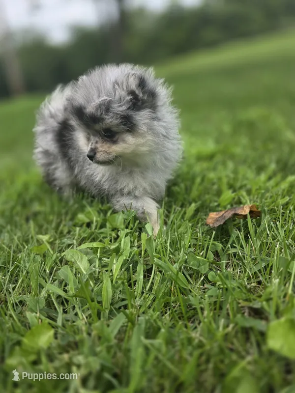 AKC Chip PENDING – Pomeranian puppy for sale in Saint Clairsville, OH