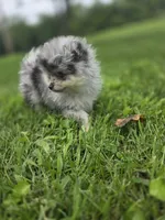 AKC Chip PENDING, a male Pomeranian for sale in Saint Clairsville, OH – 1 of 5