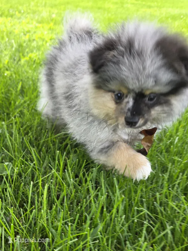 AKC Jackpot – Pomeranian puppy for sale in Saint Clairsville, OH
