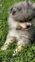 Tiny AKC Ace blue eyes, a male Pomeranian for sale in Saint Clairsville, OH – 5 of 6