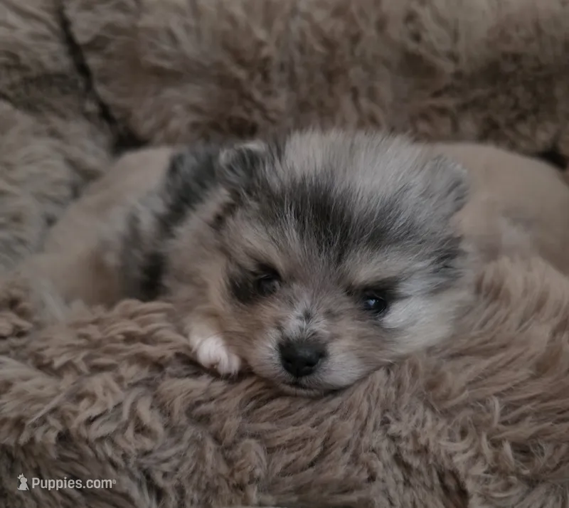 AKC Chip – Pomeranian puppy for sale in Saint Clairsville, OH